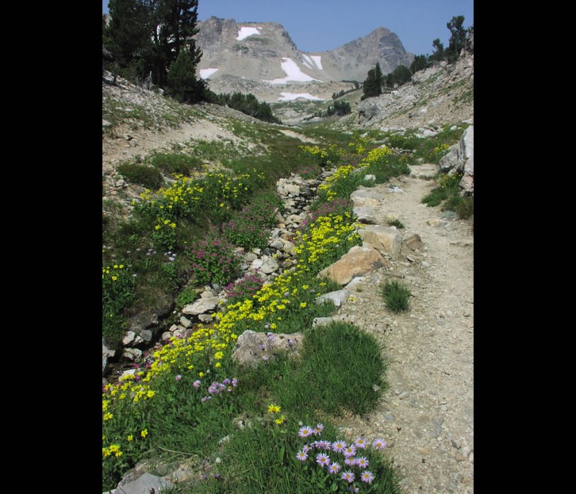 Paintbrush-Canyon-trail-with-wildflowers